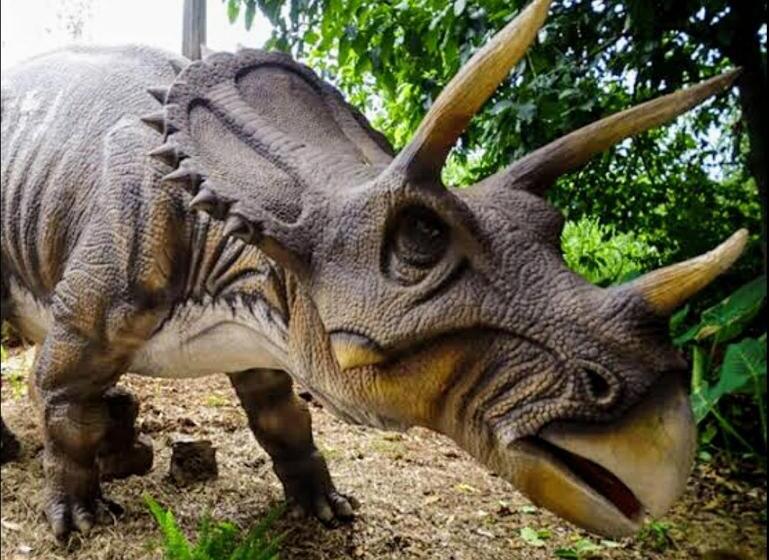 Olimpia Park Resort  Resort Em Olimpia