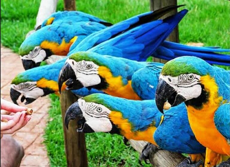 Olimpia Park Resort  Resort Em Olimpia