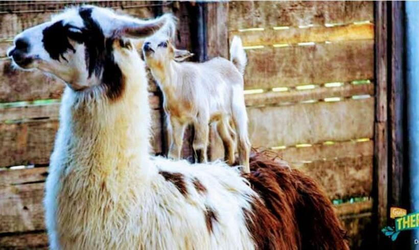 Olimpia Park Resort  Resort Em Olimpia