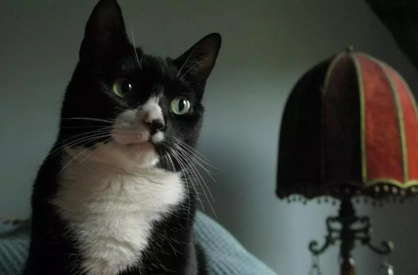 هتل The Harlem Flophouse