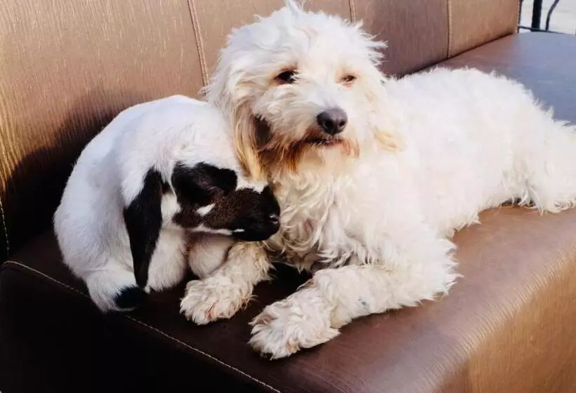 استراحتگاه Celebi Garden Hotel   Cittaslow Retreat