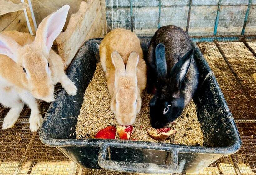 استراحتگاه Celebi Garden Hotel   Cittaslow Retreat