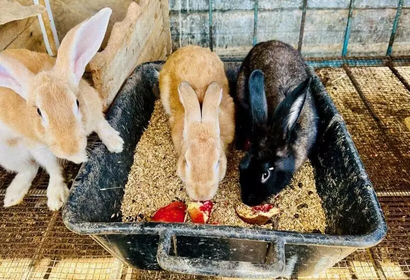 استراحتگاه Celebi Garden Hotel   Cittaslow Retreat