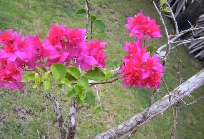 Hotelli Coloso Del Mar