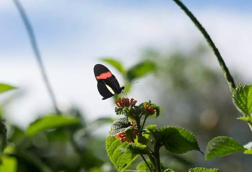 هتل Finca Rosa Blanca Coffee Farm And Inn