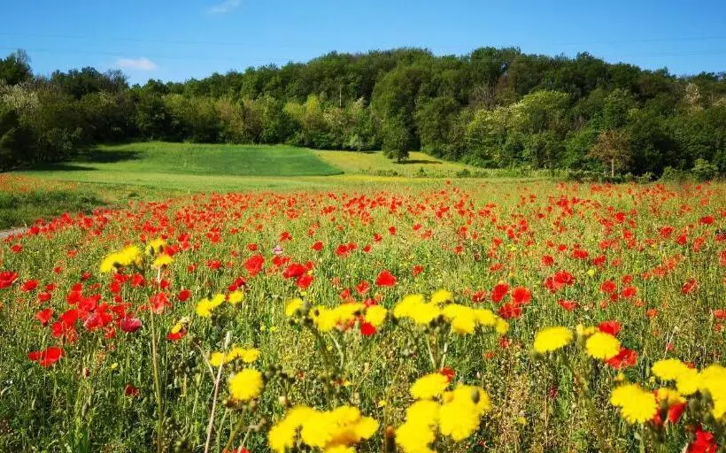 Park Hotel Salice Terme   Oltrepò Pavese