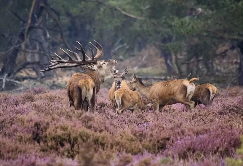 فندق Restaurant De Echoput