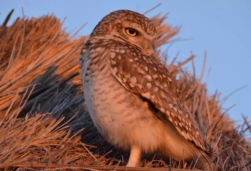 ホテル Howard Johnson Resort Spa & Convention Center