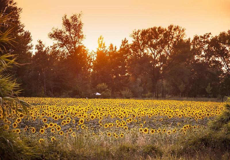 酒店 Borgo Sant Ippolito Country