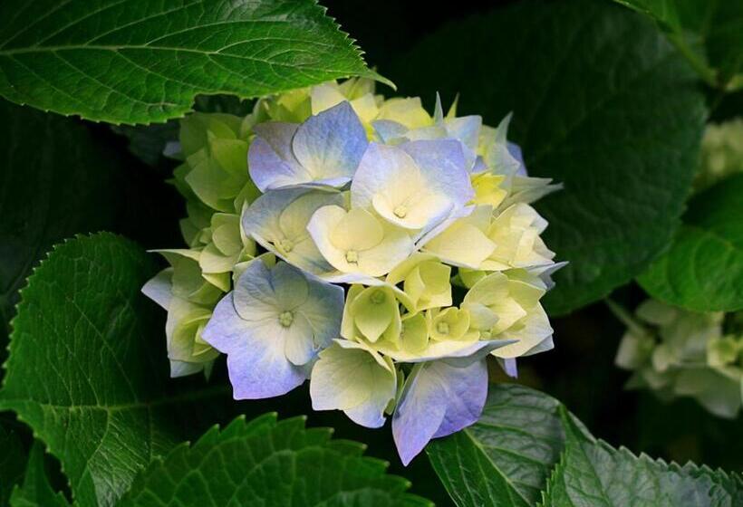 فندق Villa Fieschi