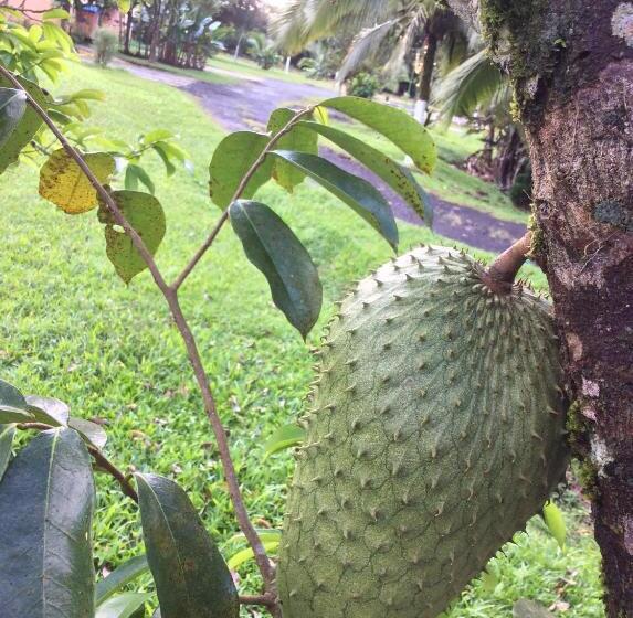 Hotel Confort Arenal