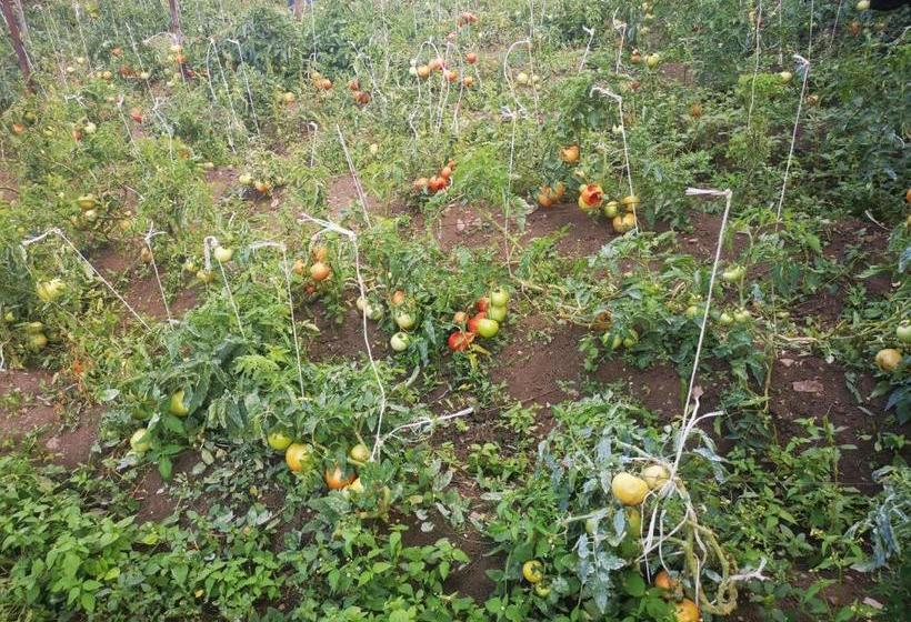 تختخواب و صبحانه Vanadzor Guest House