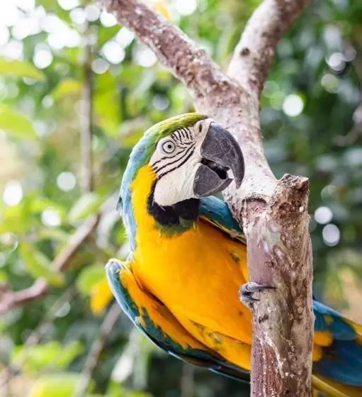 ベッドアンドブレックファースト Granja De Animales San Basilio De Palenque