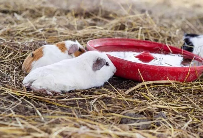 ベッドアンドブレックファースト Granja De Animales San Basilio De Palenque