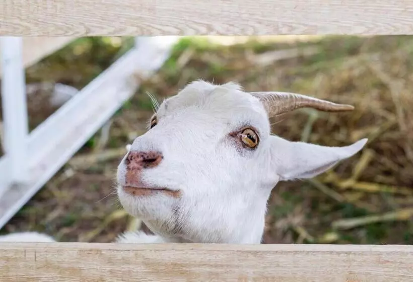 ベッドアンドブレックファースト Granja De Animales San Basilio De Palenque