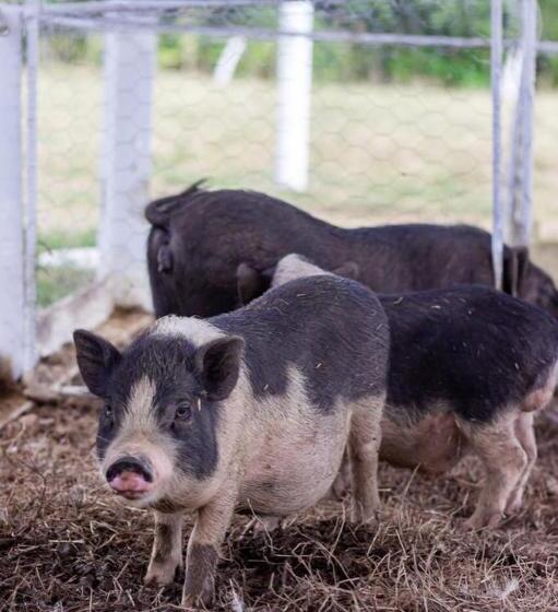 Bed and Breakfast Granja De Animales San Basilio De Palenque