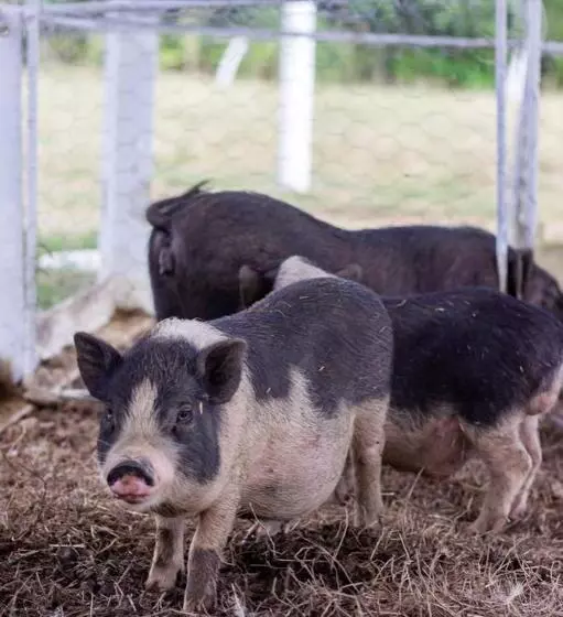 ベッドアンドブレックファースト Granja De Animales San Basilio De Palenque