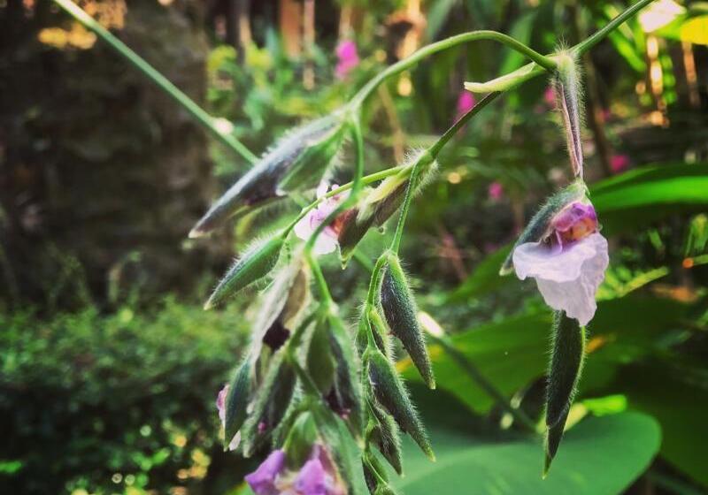 בית מלון כפרי Khaolak Palm Beach Resort