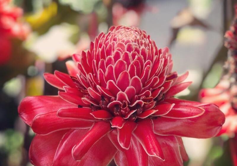 בית מלון כפרי Khaolak Palm Beach Resort