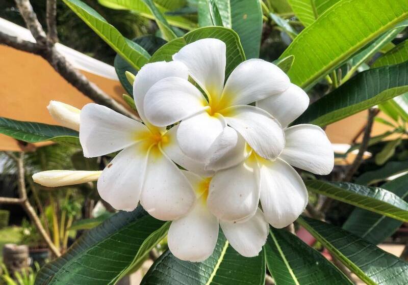 בית מלון כפרי Khaolak Palm Beach Resort