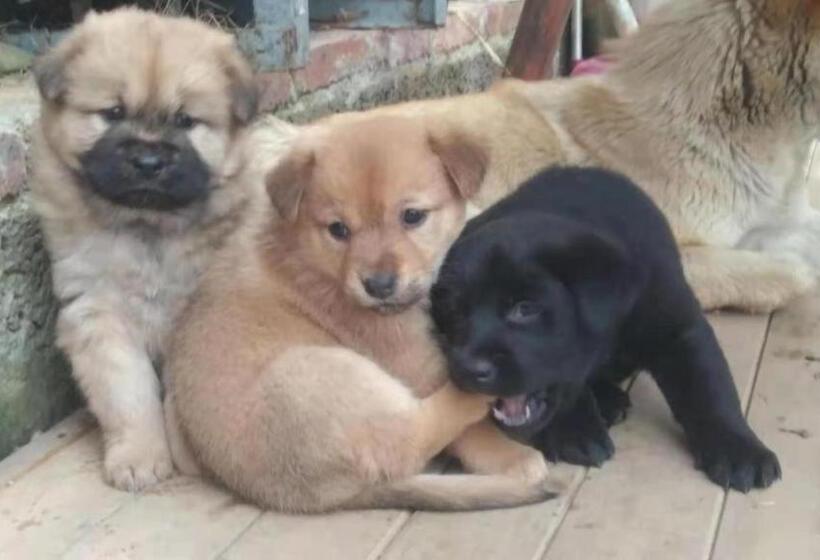 בית מלון כפרי Longji Terrace La Vie Inn