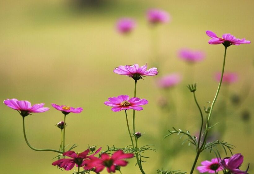 בית מלון כפרי Pai Hotsprings Spa Resort