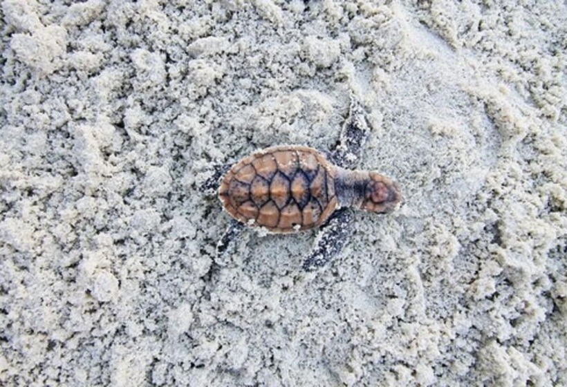 호텔 Nirwana Resort