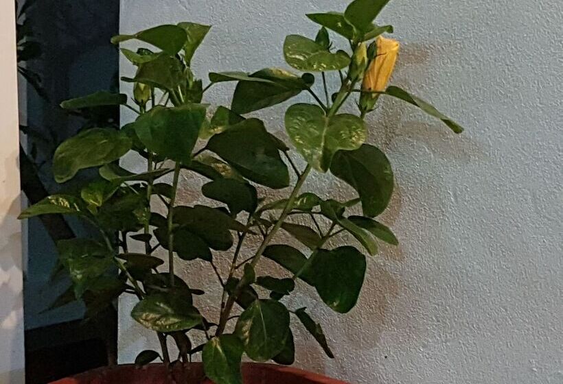 هتل Areca Bungalow