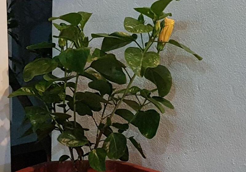 هتل Areca Bungalow