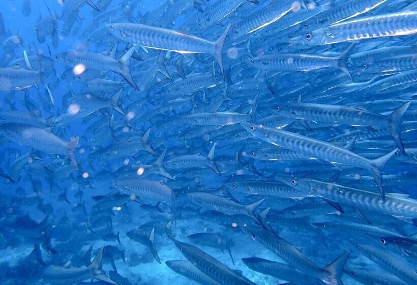 酒店 White Villas Resort