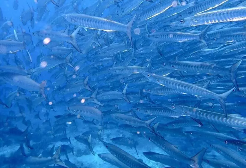 Hotelli White Villas Resort