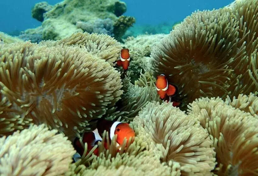 Hotelli White Villas Resort