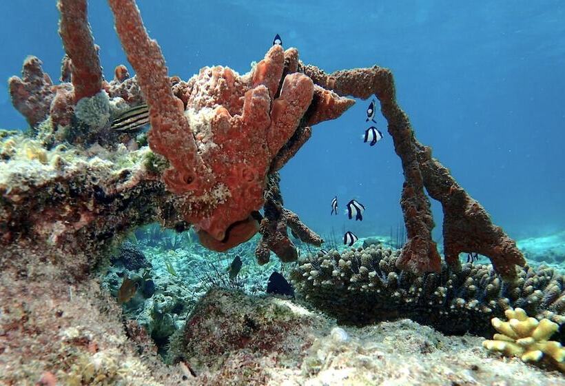 酒店 White Villas Resort