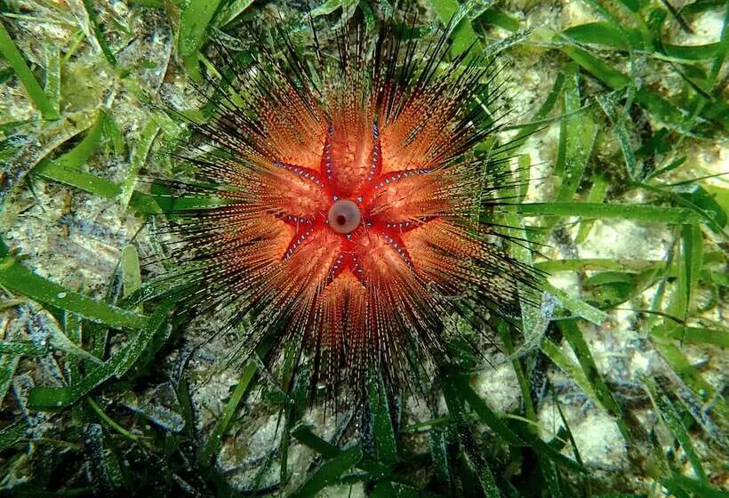 Hotelli White Villas Resort