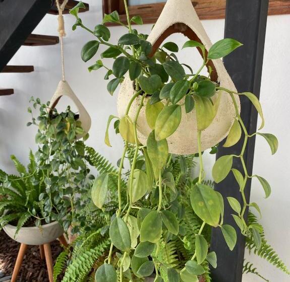 Casa Bixa Hotel Boutique   Solo Adultos