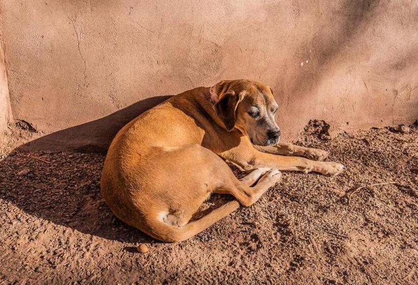 פנסיון Casa Voyage Hostel