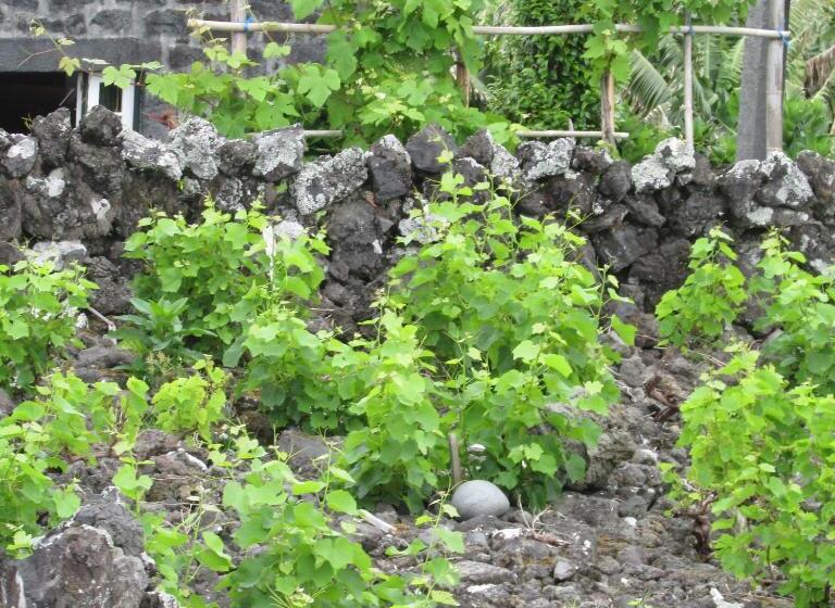 هاستل Adega Do Gato