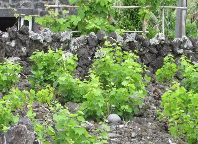 ユースホステル Adega Do Gato