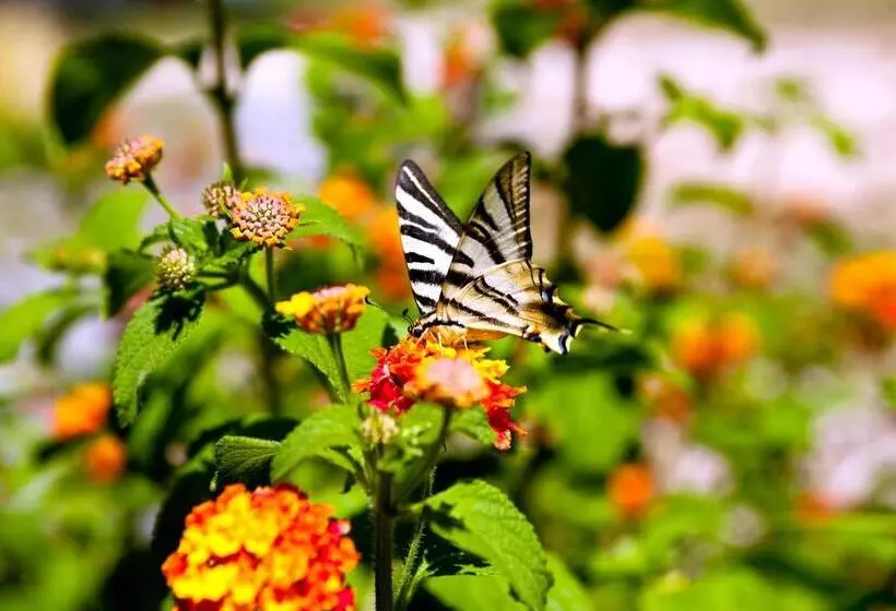 Отель Monte Do Alamo Turismo Rural