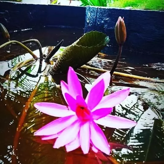 ベッドアンドブレックファースト The Lake Paradise Boutique Resort