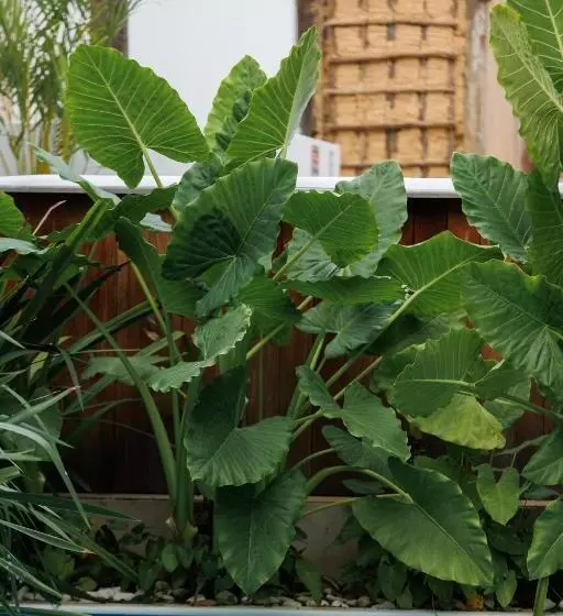 ペンション Pousada Bem Te Vi Trancoso