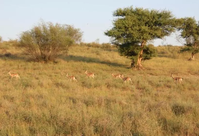 Hotelli Amazing Desert Camp