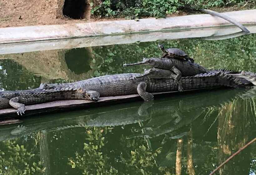 تختخواب و صبحانه Sauraha Holiday Home