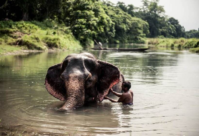 تختخواب و صبحانه Sauraha Holiday Home