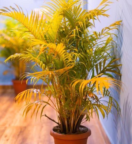 펜션 Pinnacle Mist , Calangute Beach Road