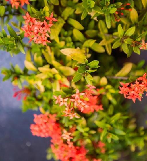 펜션 Pinnacle Mist , Calangute Beach Road