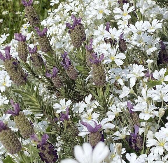 호텔 Villa Bellagio Amboise By Popinns