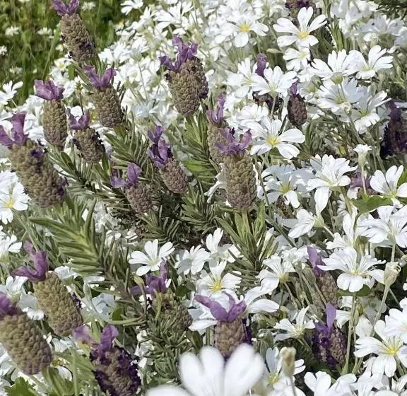 酒店 Villa Bellagio Amboise By Popinns