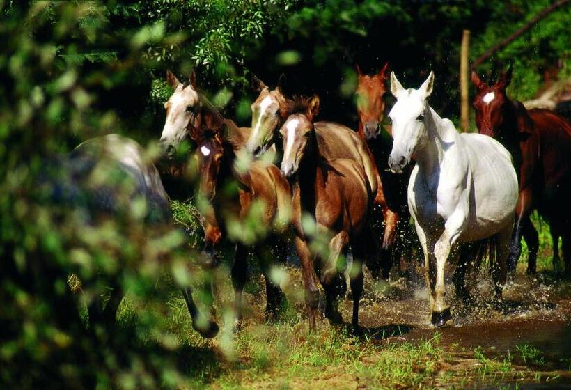 تختخواب و صبحانه Monte Do Areeiro