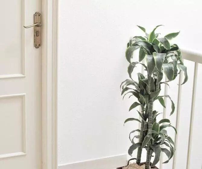 Отель Fonda Mitjà